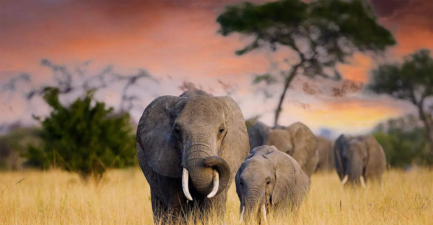 Tanzania safari