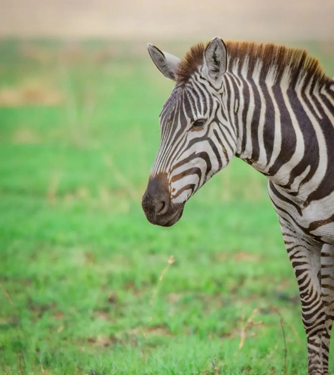 Ngorongoro Conservation Area