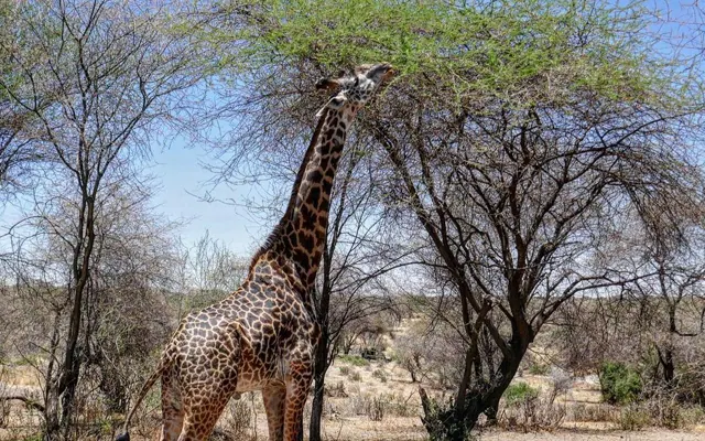 5 Days Mid-Range Tanzania Safari