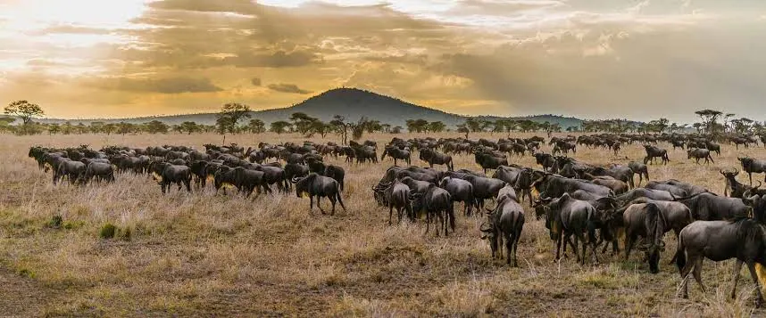 Great Migration Guide