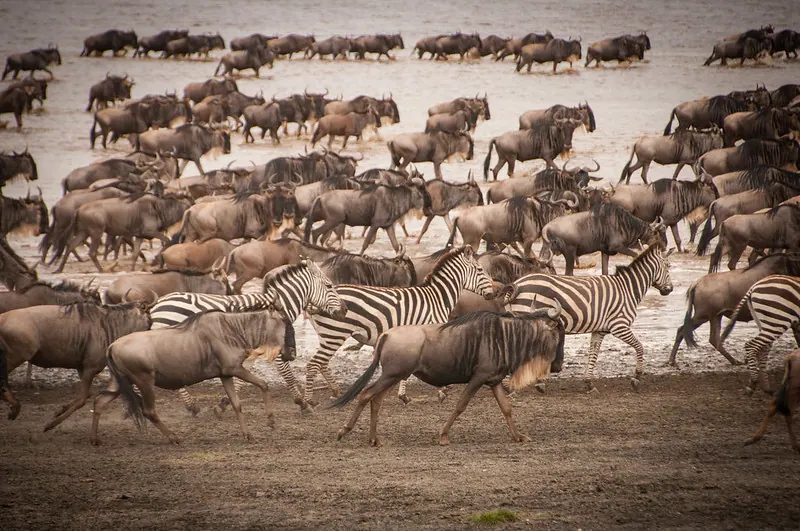 Best Time to Visit Serengeti