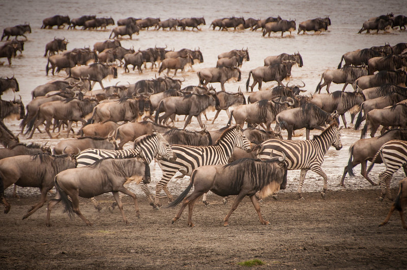 Best Time to Visit Serengeti